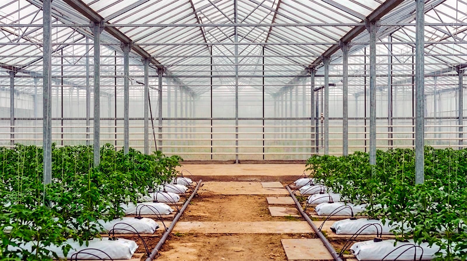 Greenhouse / agricultural complex